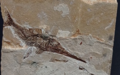 Fish - Fossil matrix - Apateopholis Laniatus - 100 mm - 75 mm