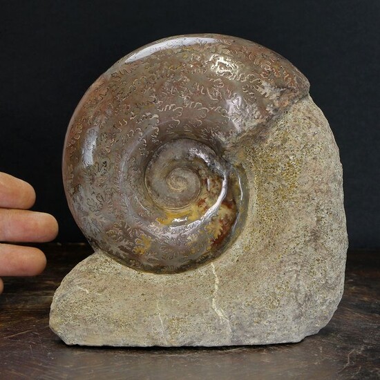 Fossil Shell - Ammonite on matrix - Lythoceras Jurense - Lyon - 160×155×60 mm