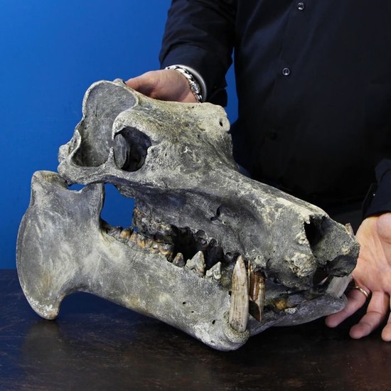 Fossil skull - Hippopotamus lemerlei - 400×310×250 mm