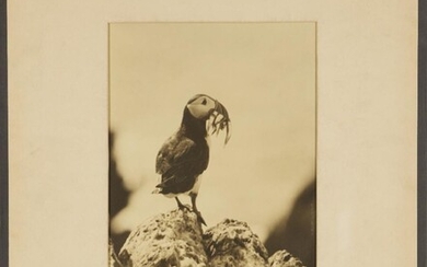 Frances Pitt, British 1888-1964- Puffin with Food for Young; bromide print, 27x19.5cm: together with twenty other photographs of wildlife subjects by different artists, including J H Symonds, G J Scholey, Niall Rankin, H Fischer, A Sunders, Capt. C...