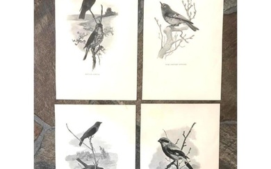 Group of Early 1900's Half Tone Prints, Birds on Branches