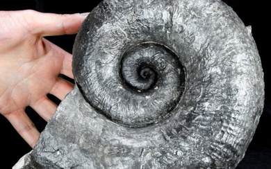 Large, Heavy Jurassic Ammonite - - Fossil fragment - Lytoceras Cornucopiae - 250 mm - 190 mm
