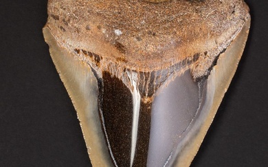 Megalodon Tooth - Fossil tooth - Carcharocles Megalodon - 96.5 mm - 76 mm