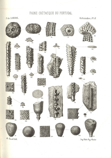 [Paleontology and geology]. Loriol, P. de. Description des...