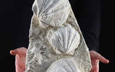 Plate with Pecten fossils on wooden base - Pecten flabelliformis - 440×290×140 mm