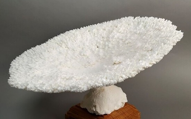 Superb Acroporid Table Special Coral Skeleton mounted on custom wooden stand - Acropora hyacinthus - 51.5×50.5×34.5 cm - IT/IM/2018/MCE/06628