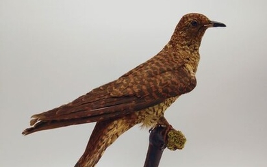 Uncommon rufous phase Common Cuckoo - adult female - Cuculus canorus - 30×9×23 cm