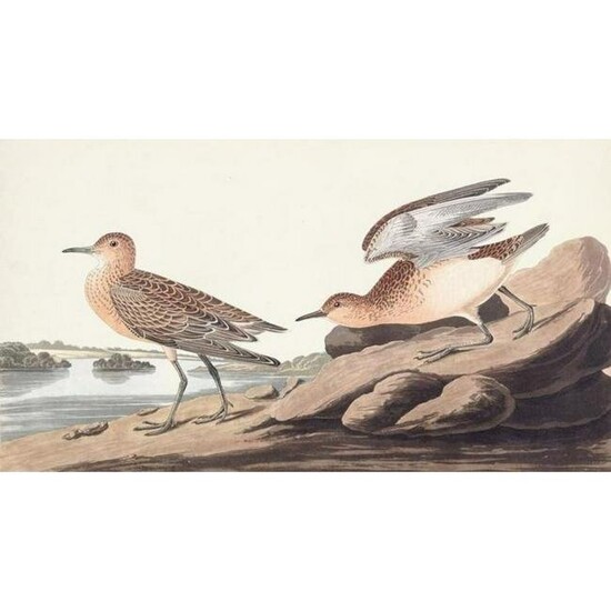 c1946 Audubon Print, # 265 Buff-breasted Sandpiper