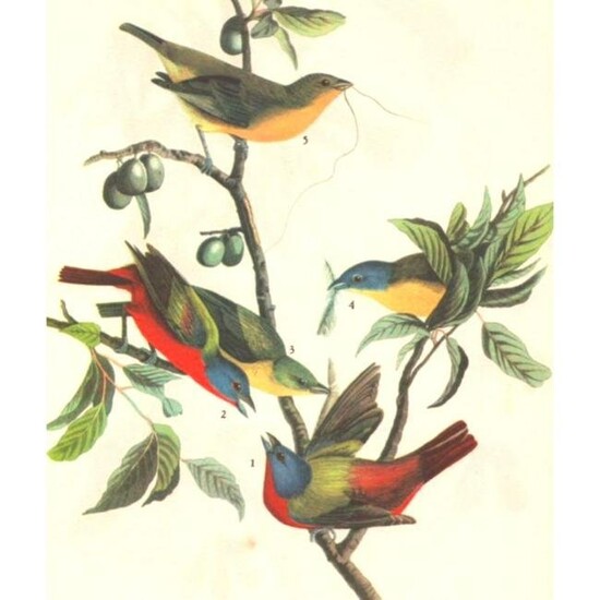 c1946 Audubon Print, #53 Painted Bunting