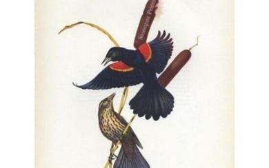 1950 Menaboni Print, Red-wing Blackbird