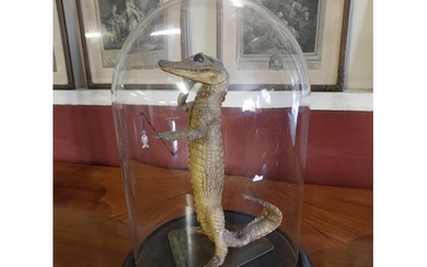 19th C. taxidermy Caiman mounted in glass dome case {35 cm H...