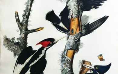 Audubon Aquatint Ivory-Billed Woodpecker