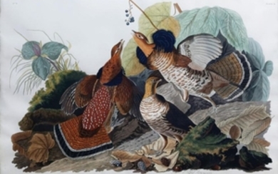 Audubon Engraving, Ruffed Grouse