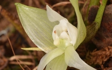 ECUADORIAN ORCHID Taxon: Orchid | Genus: Trevoria This unique...