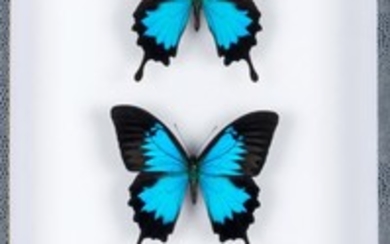 Papillons ulysses en coffret vitré