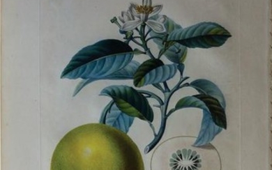Turpin Fruit Engravings
