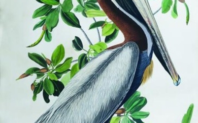 Audubon Bird Engraving, Brown Pelican