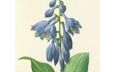 After Pierre-Jospeh Redoute, Floral Print, #53 Hemerocallis Carulea