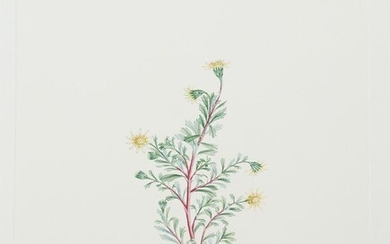 After Sydney Parkinson, Scottish c. 1745-1771- Senecio Tricuspidatus, plate 711; etching in colours, etched by D. MacKenzie, Senecio DarwinII Hooker & Arnott, plate: 45.7 x 29.5cm (unframed/mounted)