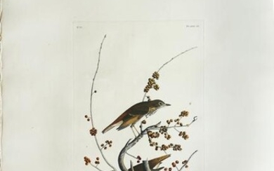 Audubon Aquatint, Hermit Thrush