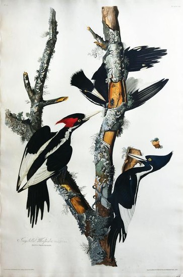Audubon Aquatint Ivory-Billed Woodpecker
