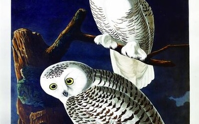 Audubon, Snowy Owl, Plate 121