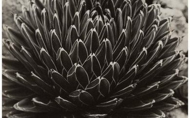 Brassaï (French, 1899-1984) Agave; Cactus (2 wo