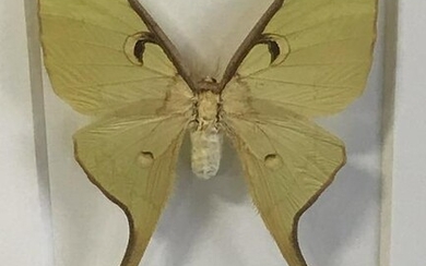 CHRISTOPHER MARLEY Pheromone Moon Moth Artwork