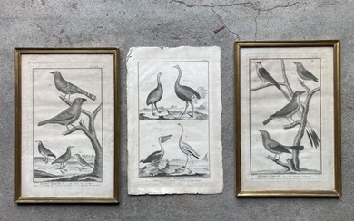 D'après MARTINET, gravé par BERNARD. Trois planches de l'Histoire Naturelle d'oiseaux exotiques en noir et...