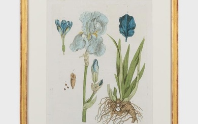 Genevieve de Nagis Regnault (1746-1810): L'Iris ou la Flambe