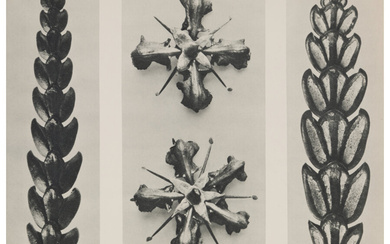 Karl Blossfeldt (1865-1932), Group of 15 Botanical Photographs from Urformen der Kunst (1929)