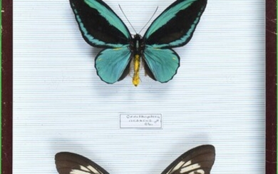 Ornithoptera aesacus couple Ile d'Obi Cites annexe II B