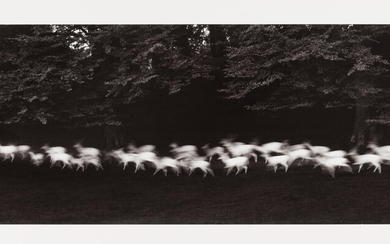 Paul Caponigro (born 1932) Running White Deer, County Wicklow, Ireland