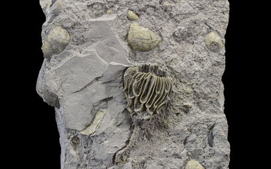 Pyritized Fossil Crinoid Plate Arthroacantha carpenteri & Paraspirifer bownockeri...
