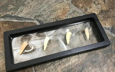 Set of Prehistoric Predator Fish Fangs, Fossils Display