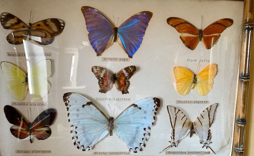 Set of twelve frames of various butterflies, some...