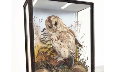 TAWNY OWL TAXIDERMY, late Victorian ebonised and glazed case...