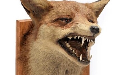 Taxidermy: European Red Fox Mask (Vulpes vulpes), dated December 31st...