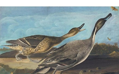 c1946 Audubon Print, #227 Pintail Duck