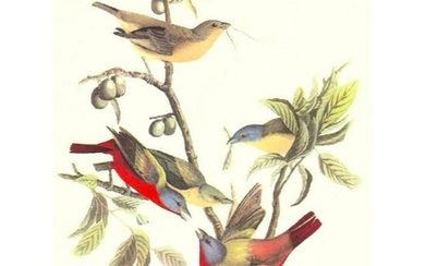 c.1950 Audubon Print, Painted Bunting