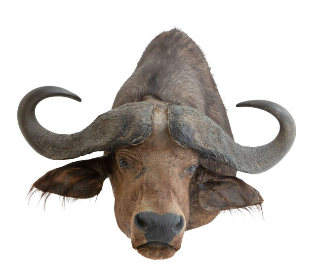 (taxidermie) Jachttrofee van een waterbuffel (Bubalus arnee bubalis).