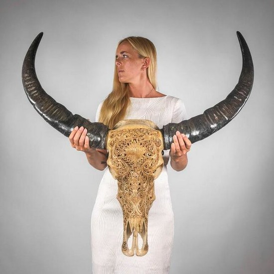 Asian Water Buffalo skull with traditional Lotus