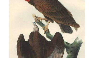 c1946 Audubon Print, #151 Turkey Vulture