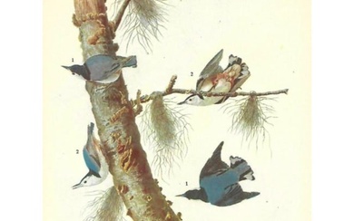 c1946 Audubon Print, #152 White-Breasted Nuthatch