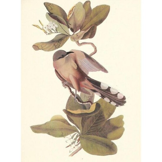 c1950 Audubon Print, Mangrove Cuckoo