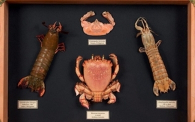 Collection de quatre crabes dont deux Mantes de...