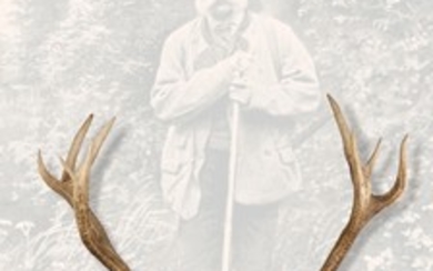 Imperial hunting reserve Lobau - stag’s antlers