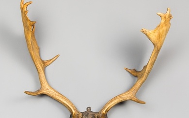 A LATE 19TH/EARLY 20TH CENTURY SET OF EUROPEAN FALLOW DEER A...