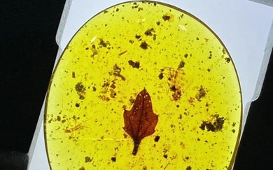 Amber - leaf in amber - 24.1 mm - 19.6 mm
