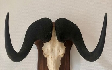 Black Wildebeest Trophy on shield - Connochaetes gnou - 50×47×37 cm